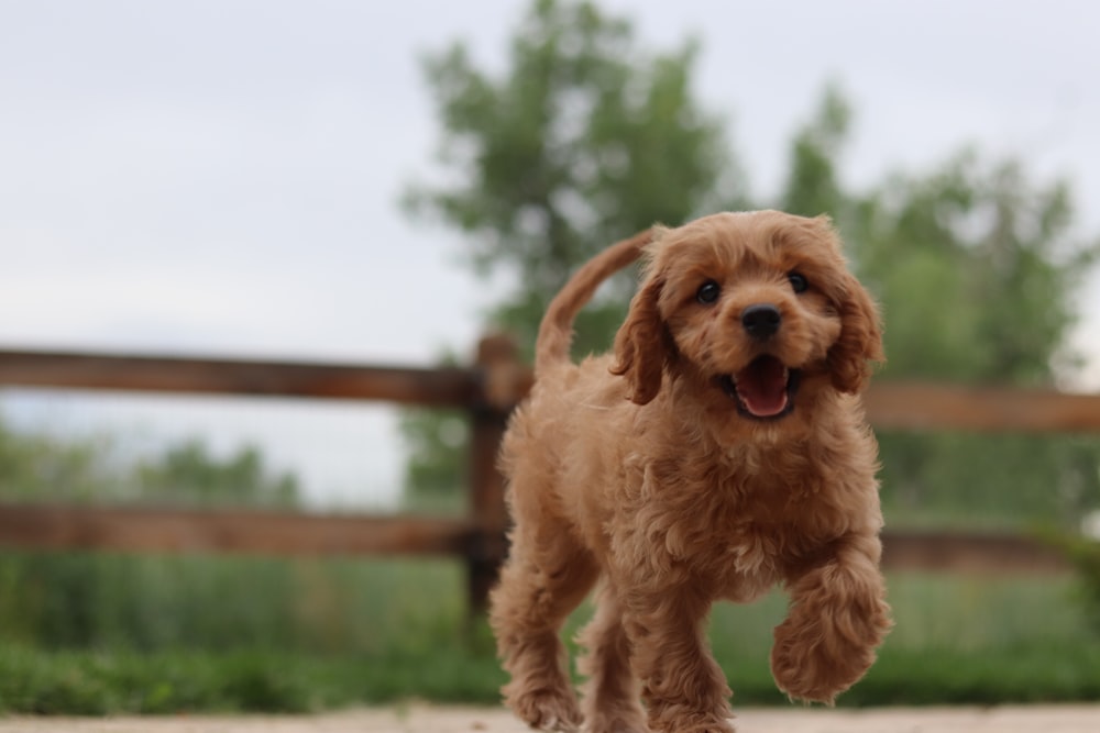 short-coated tan puppy