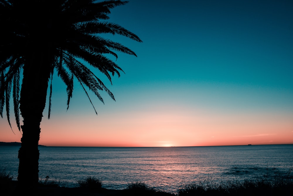 silhouette of tree at the shore during sunrise