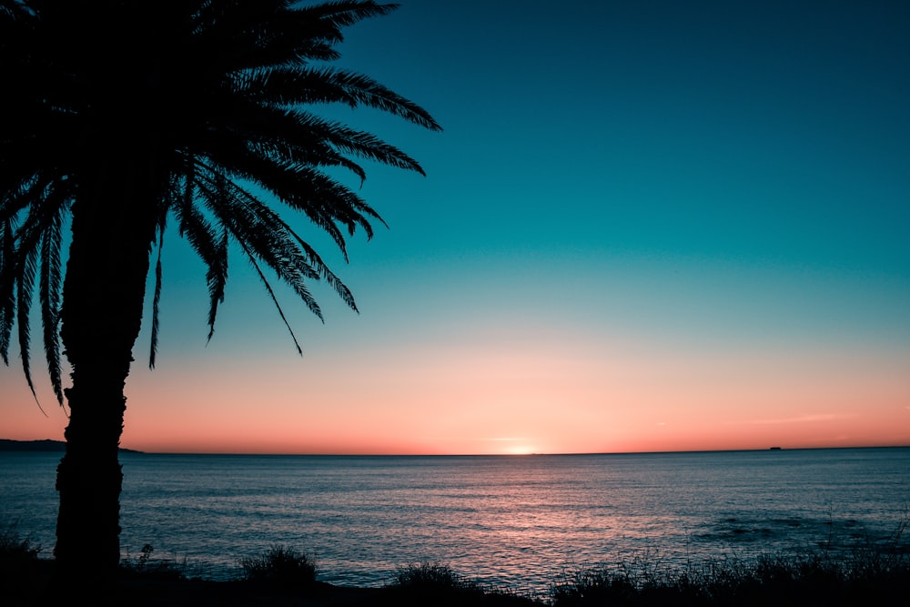 silhueta da árvore na costa durante o nascer do sol