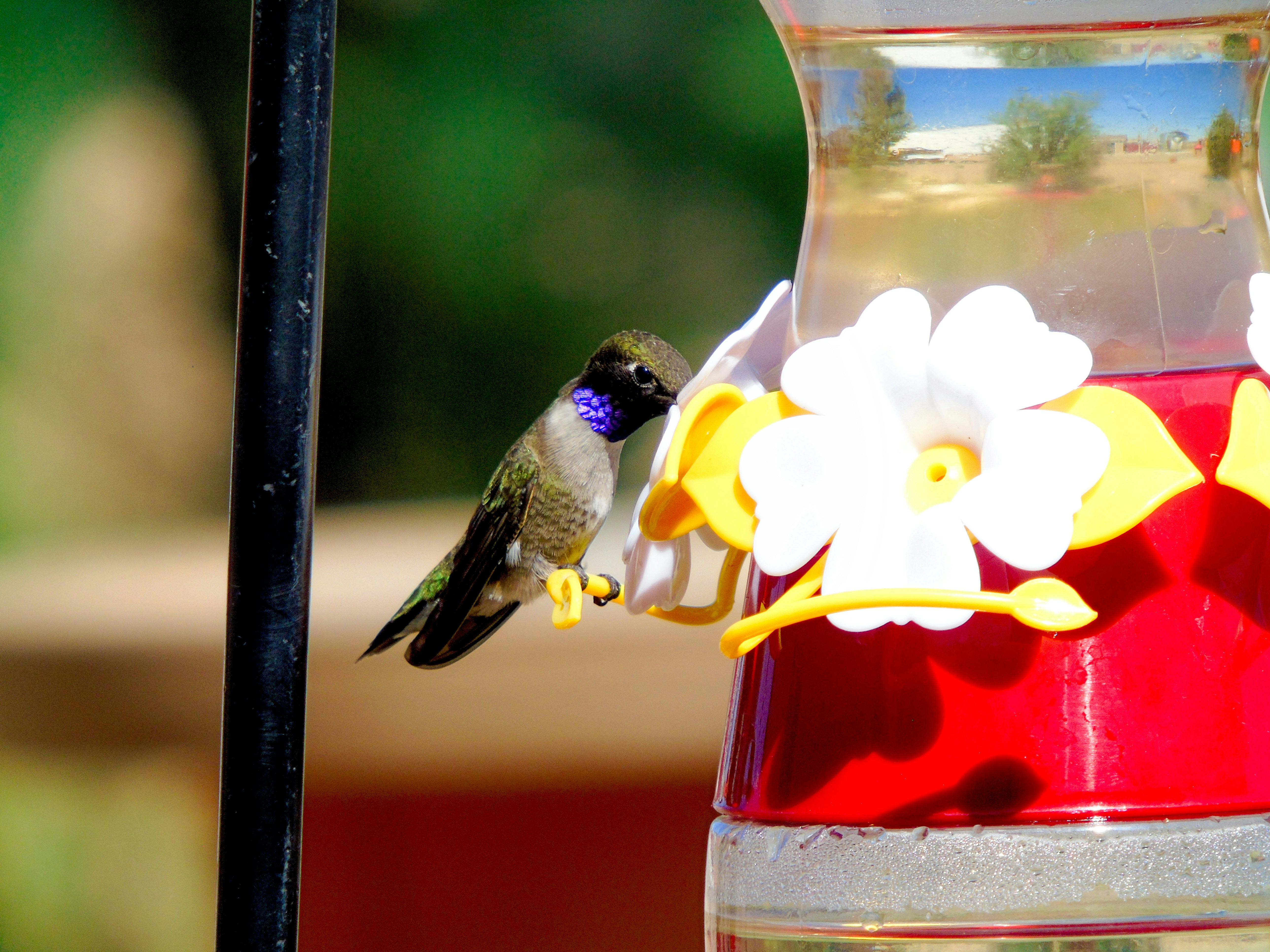 14 Bird Feeding Tips to Attract More Species to Your Backyard