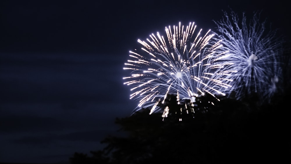 chrysanthemum fireworks during nighttime