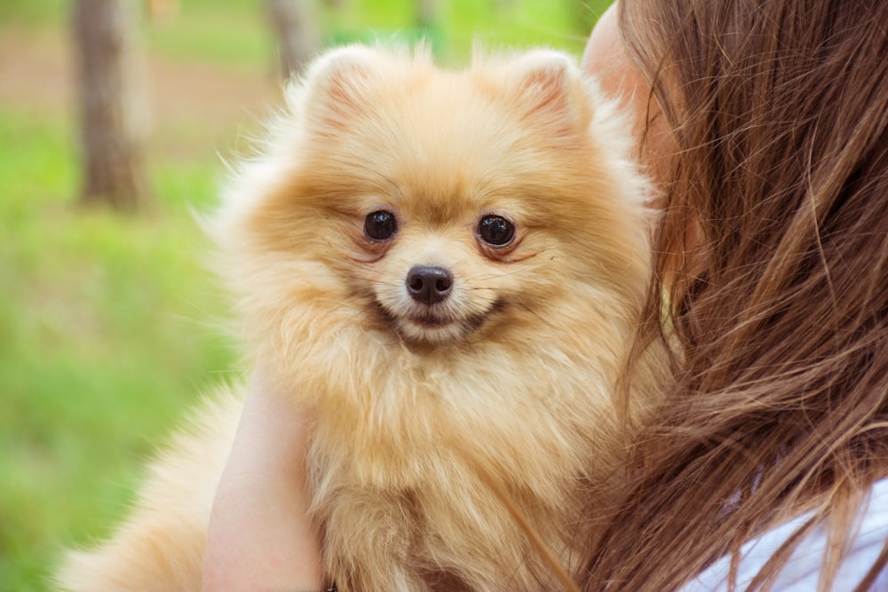 long-coated tan puppy