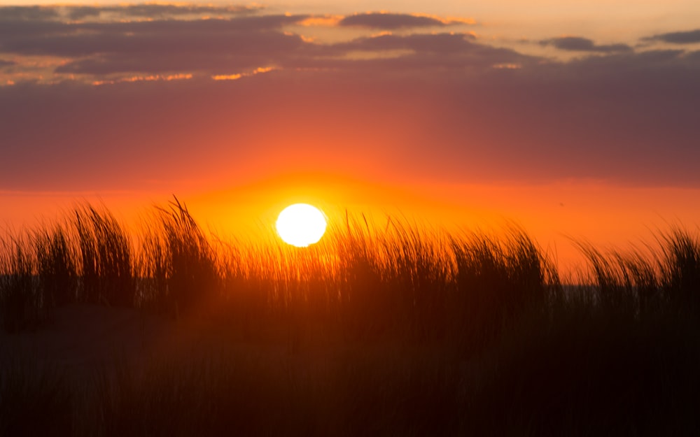 silhouette photography of grasses