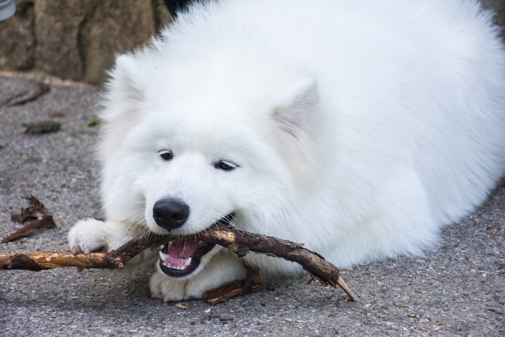 long-coated white dog biting stick
