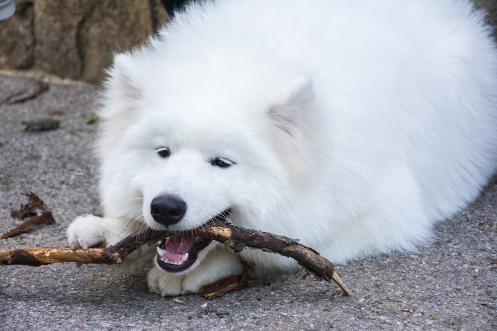 bastone bianco a pelo lungo per mordere il cane