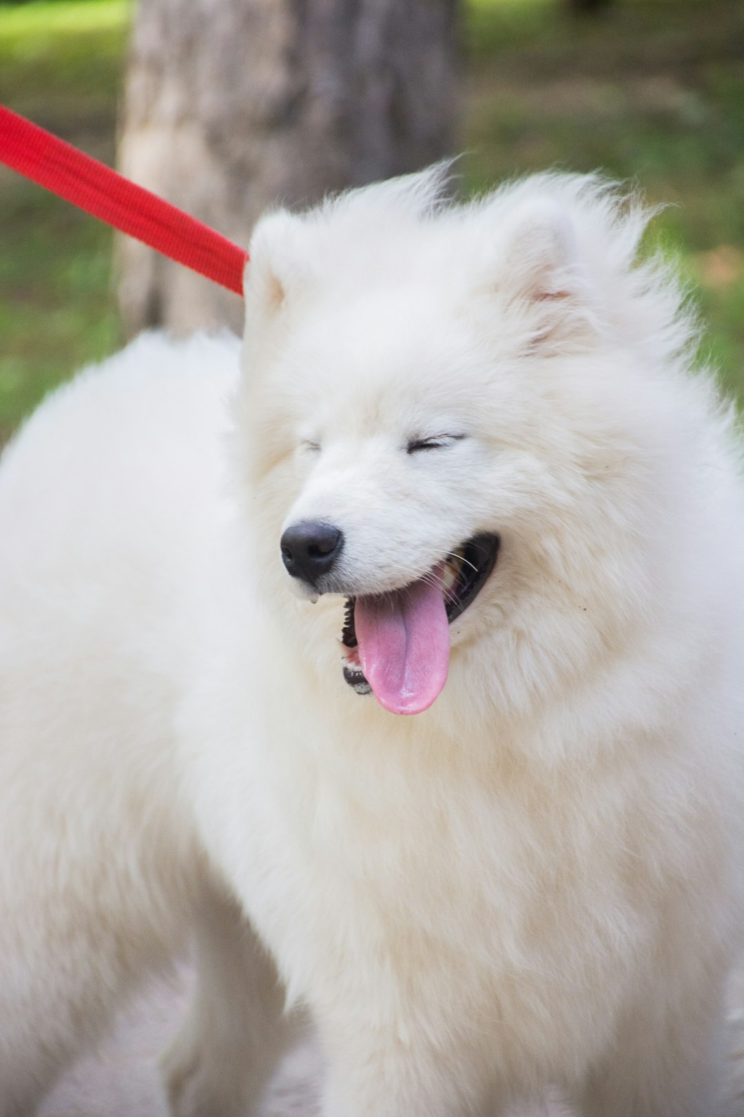 adult white Samoyed with red leash