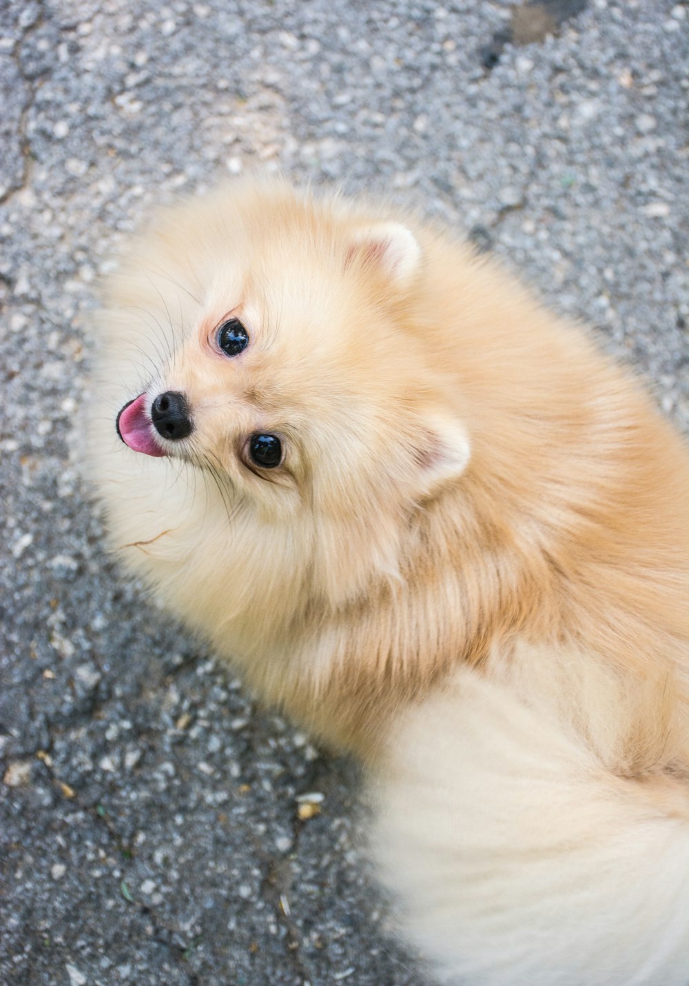 brown pomeranian on grey concrete pavement