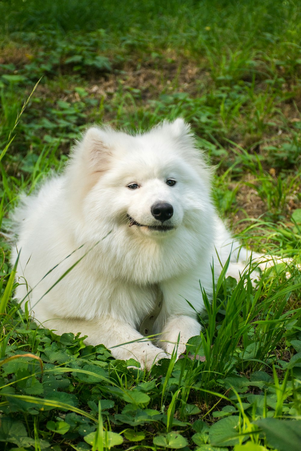 white samoyed lying on grass