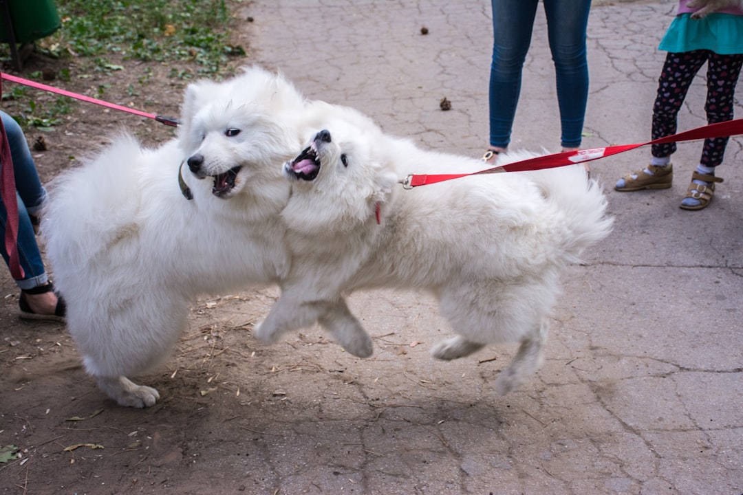 two long-coated white dogs fighter