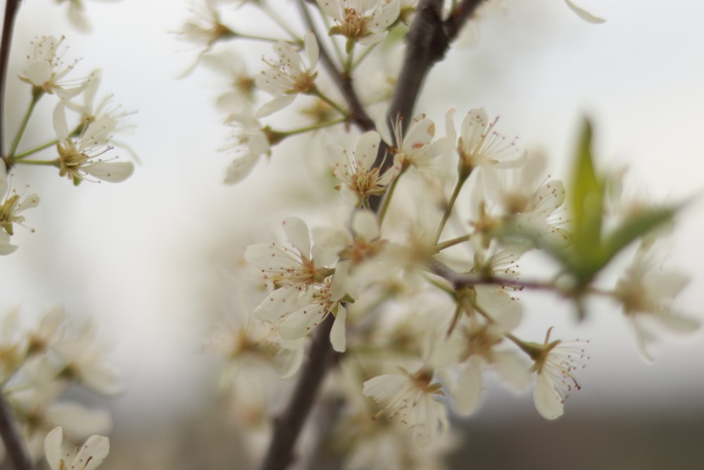 selective focus photography of white cherry blossoms in bloom