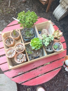 Succulent Garden