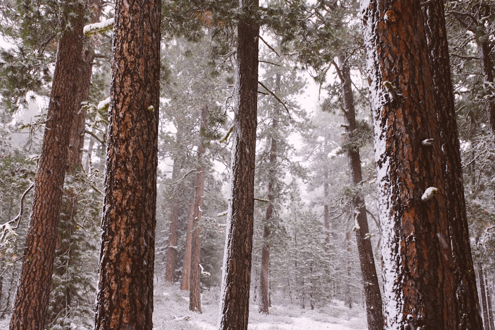 green-leafed trees