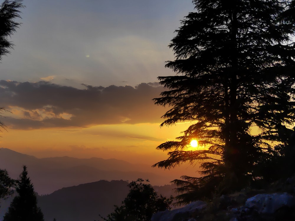 silhouette of trees under orange sky