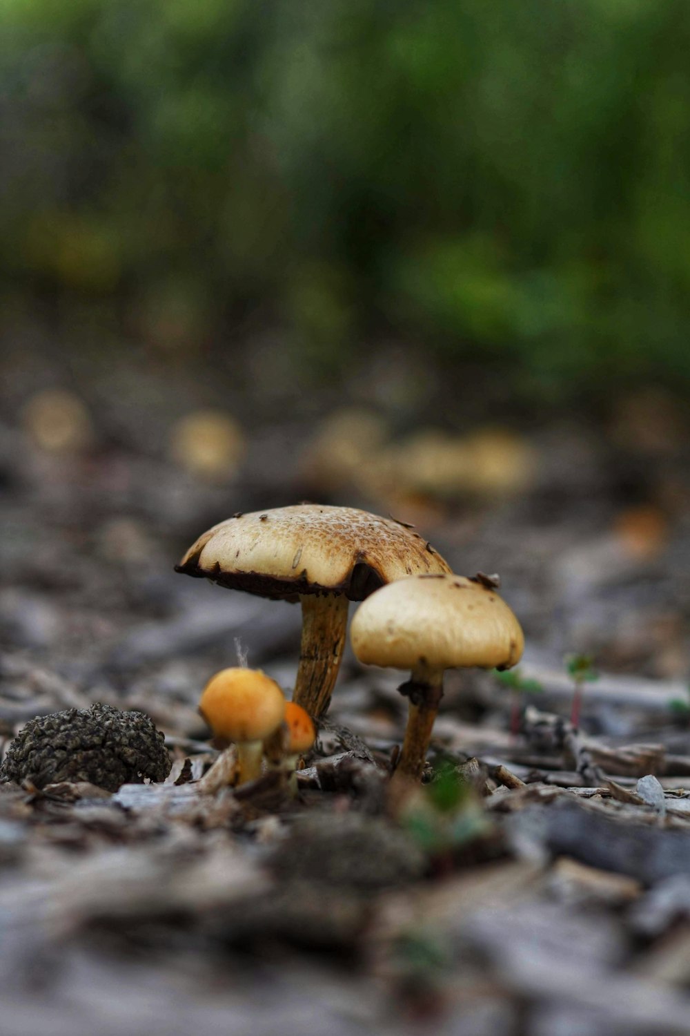 two beige mushroom on ground
