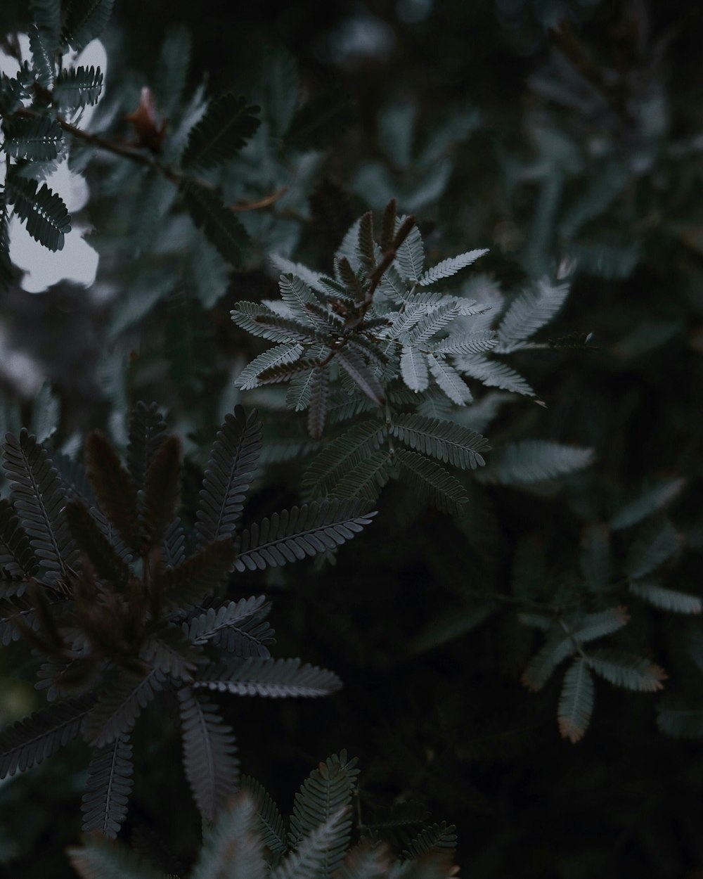 shallow focus photo of green plants