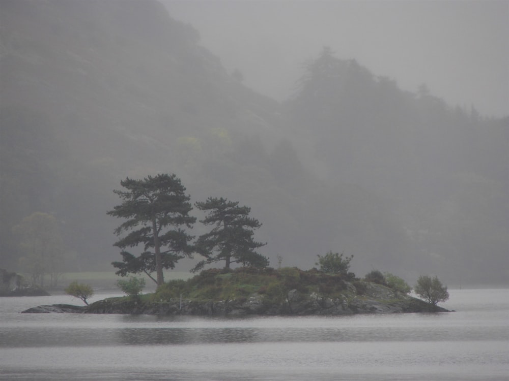 green trees on island surrounded by body of