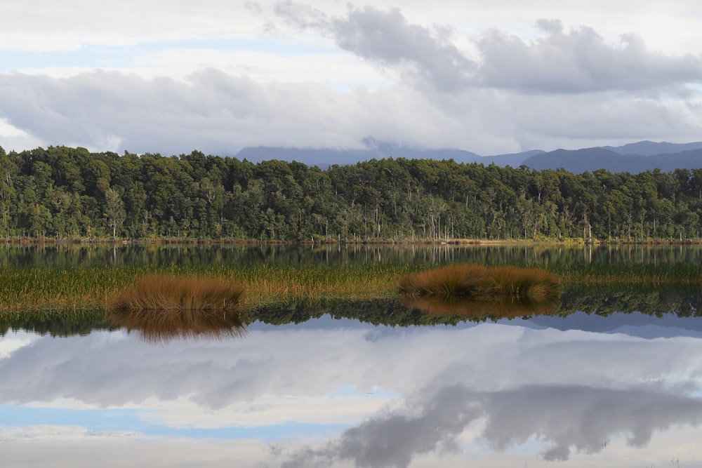 body of water surrounded by trees