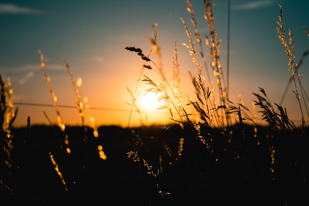 brown wheat field during sunrise