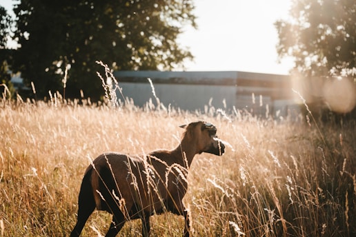 A joyful rescued goat exploring the sunny farmyard at Happy Rock Farm.
