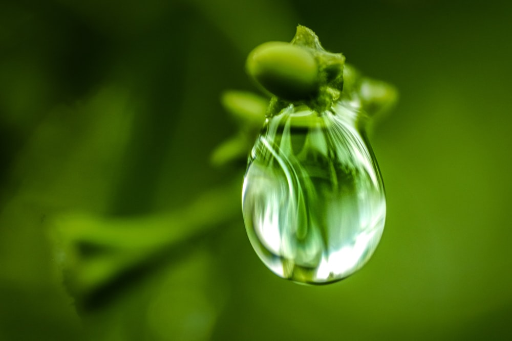 緑の植物の先端に水滴が落ちる