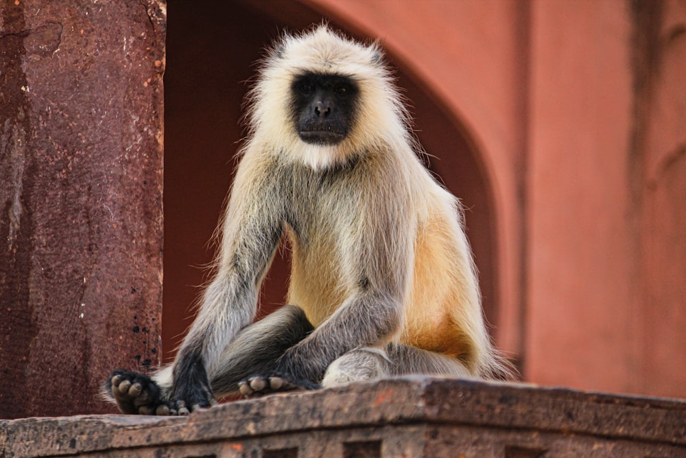brown and grey monkey during daytime