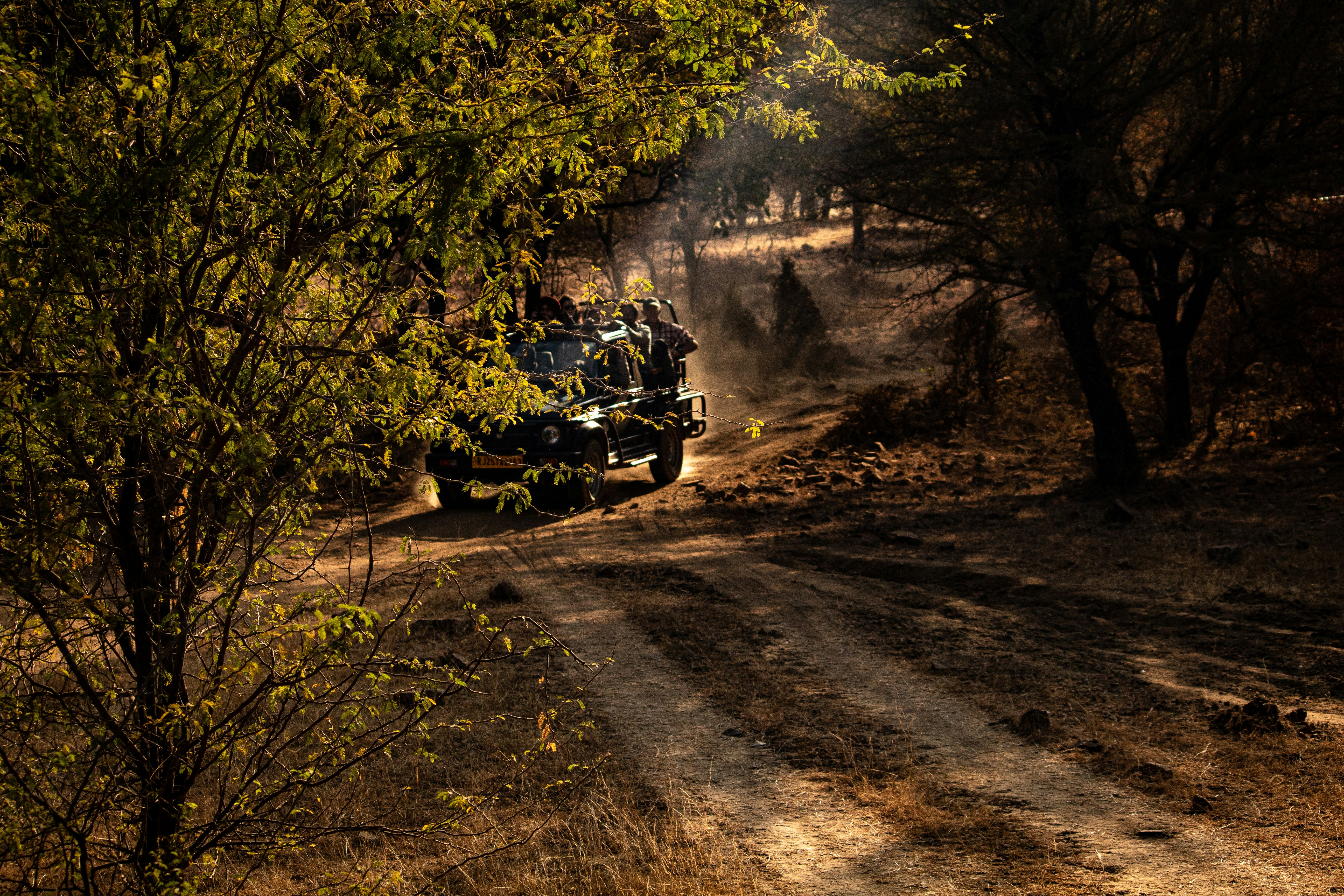Jeep Safari in Ranthambore National Park