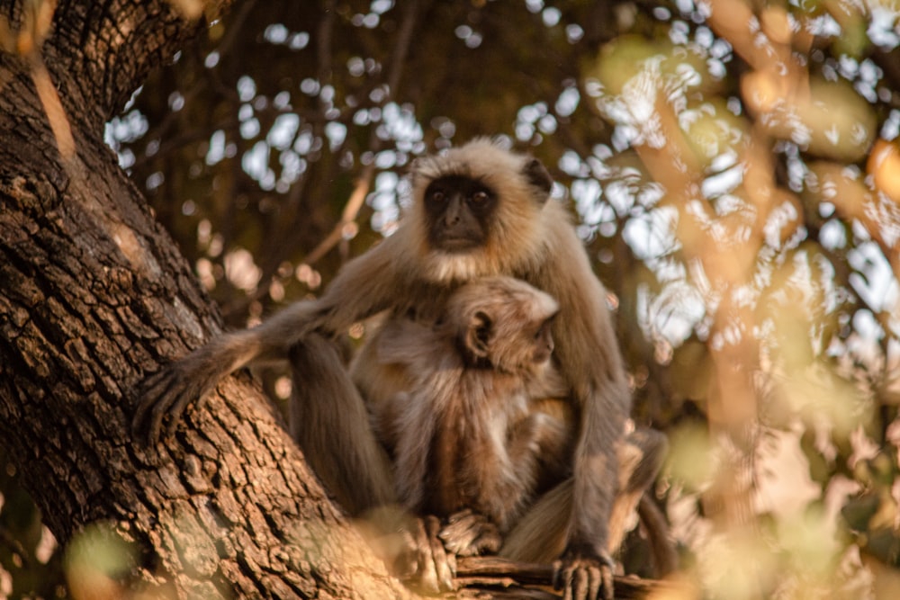 moneys on tree branch