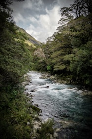 A serene river surrounded by trees and wildlife.