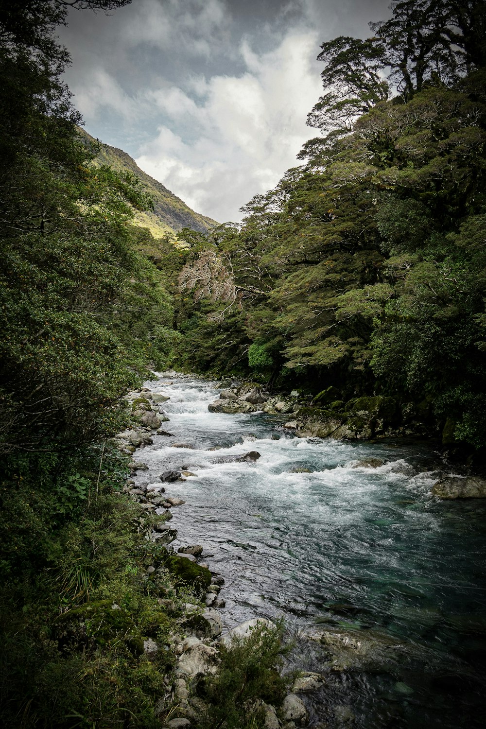 緑の木々と川