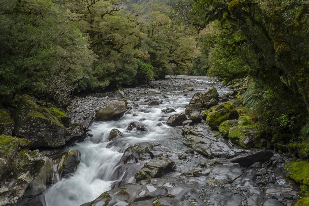 river surrounded by green leafed trees