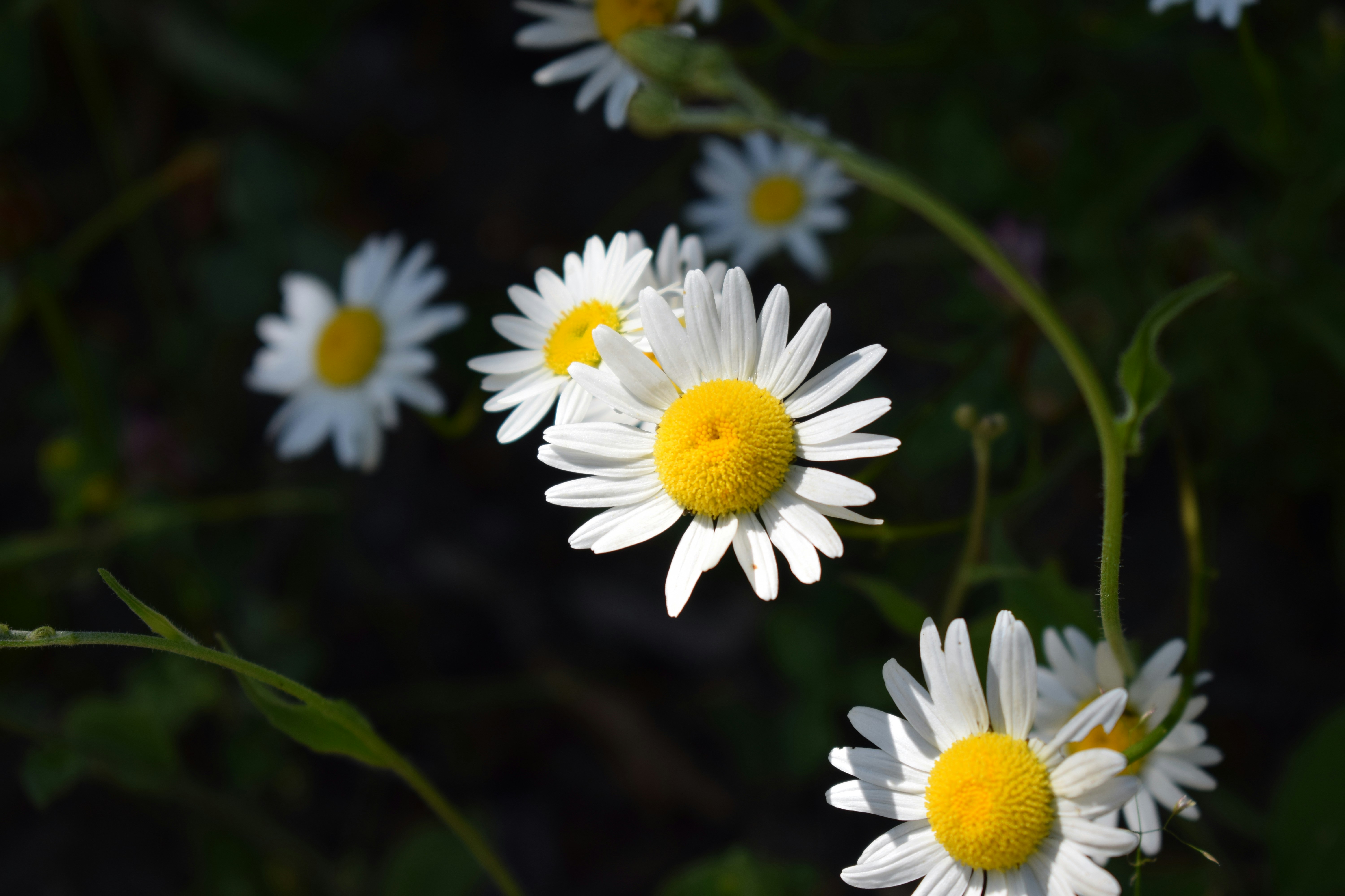 Photo by flashlightlukas