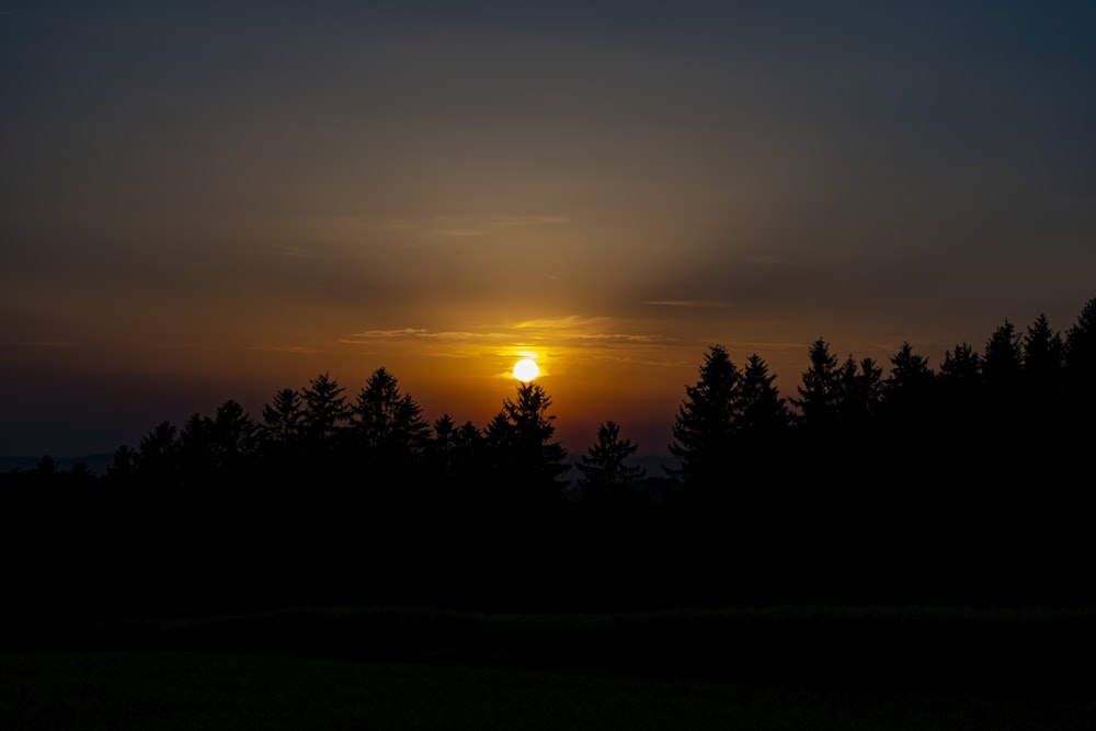 silhouette of trees