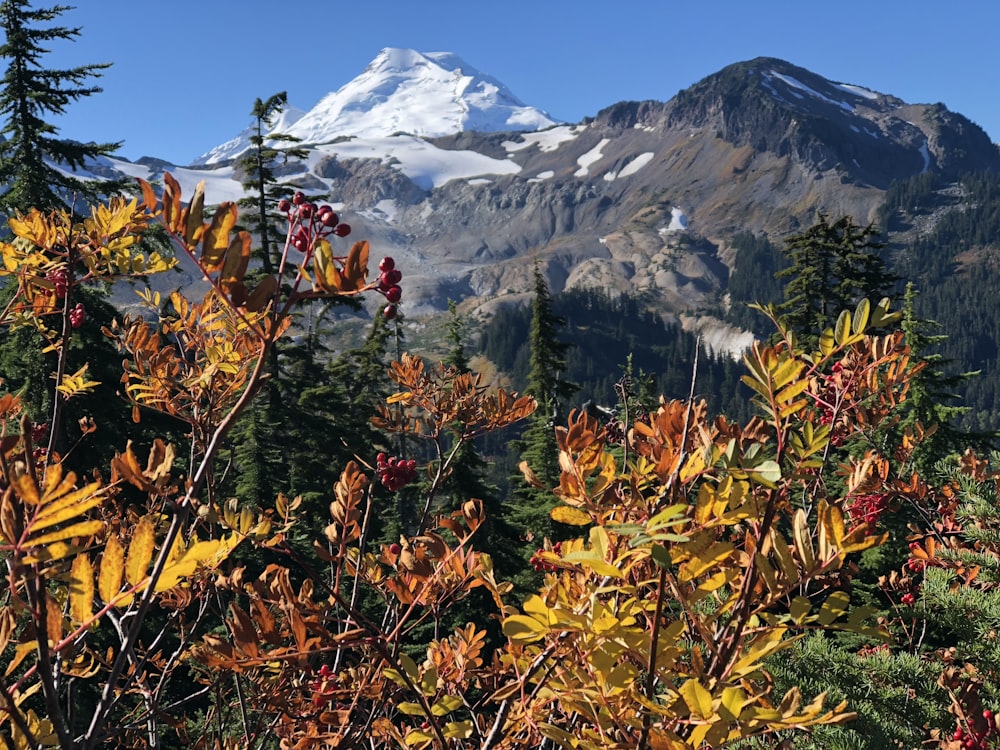 snow covered mountain during daytime