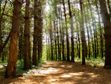 Serene forest opening onto a wide valley in Corsica, with dappled sunlight filtering through tall trees.