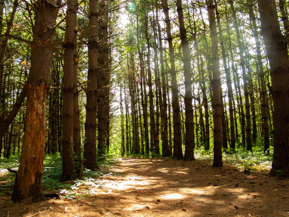 Serene forest opening onto a wide valley in Corsica, with dappled sunlight filtering through tall trees.