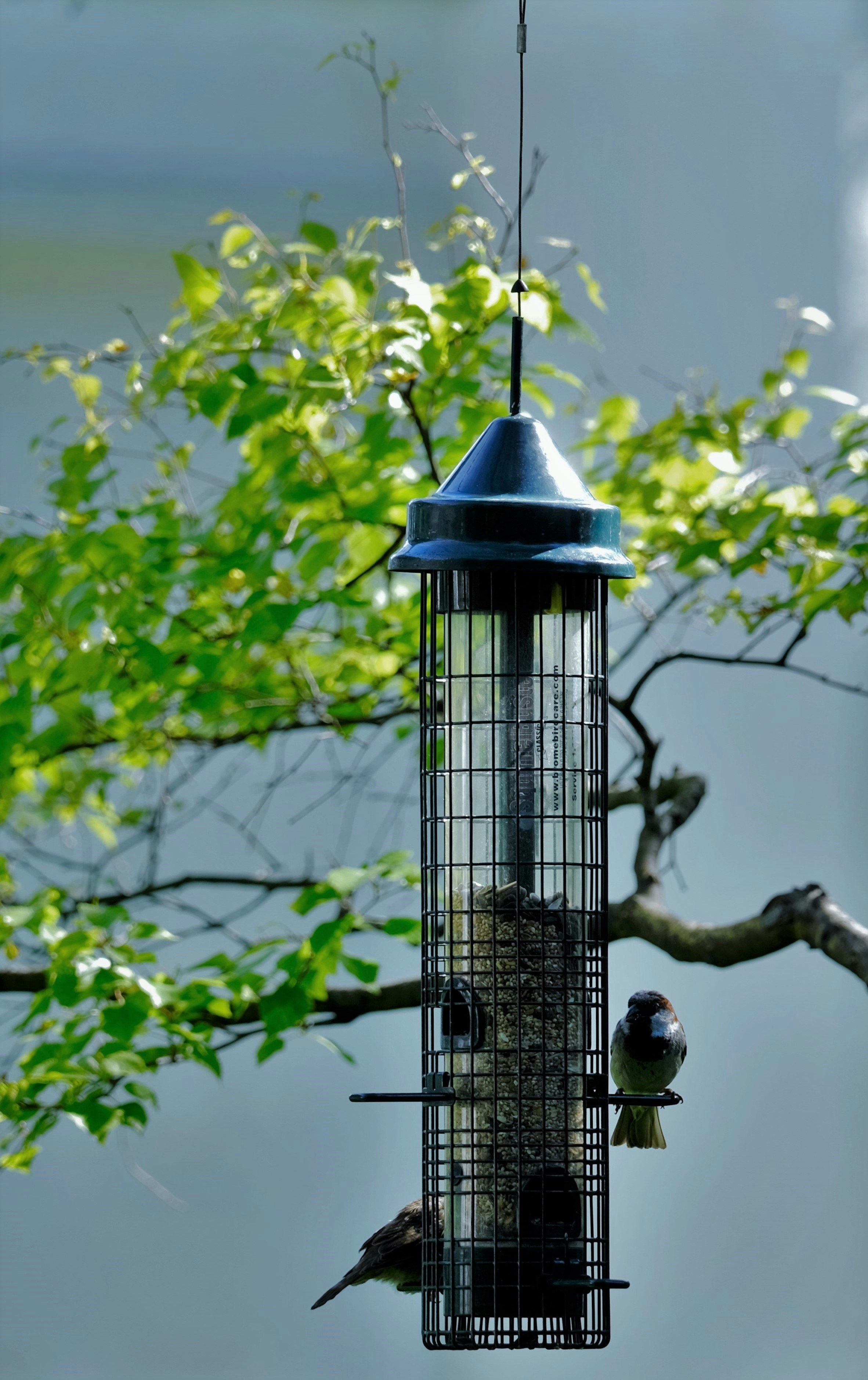 Two Birds On Hanging Food Dispenser Photo Free Bird Feeder Image