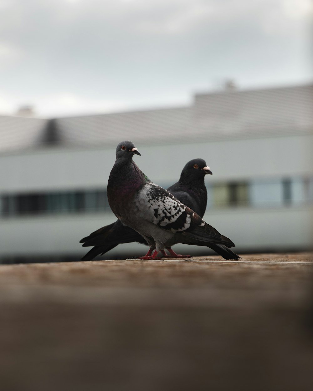 two grey-and-black pigeons during daytime