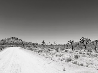 A peaceful desert landscape featuring sagebrush and a small dirt road winding through the land.