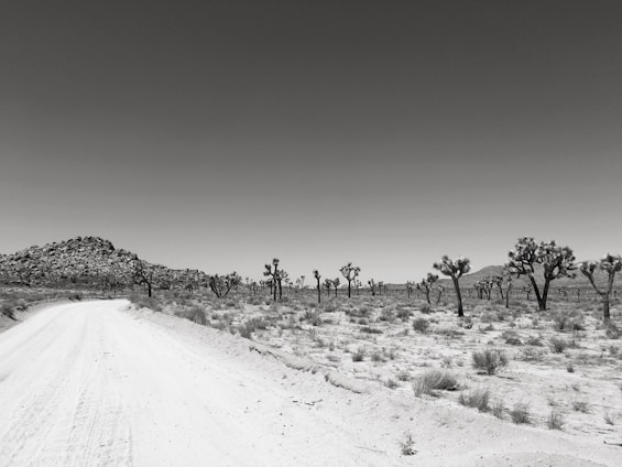 A peaceful desert landscape featuring sagebrush and a small dirt road winding through the land.
