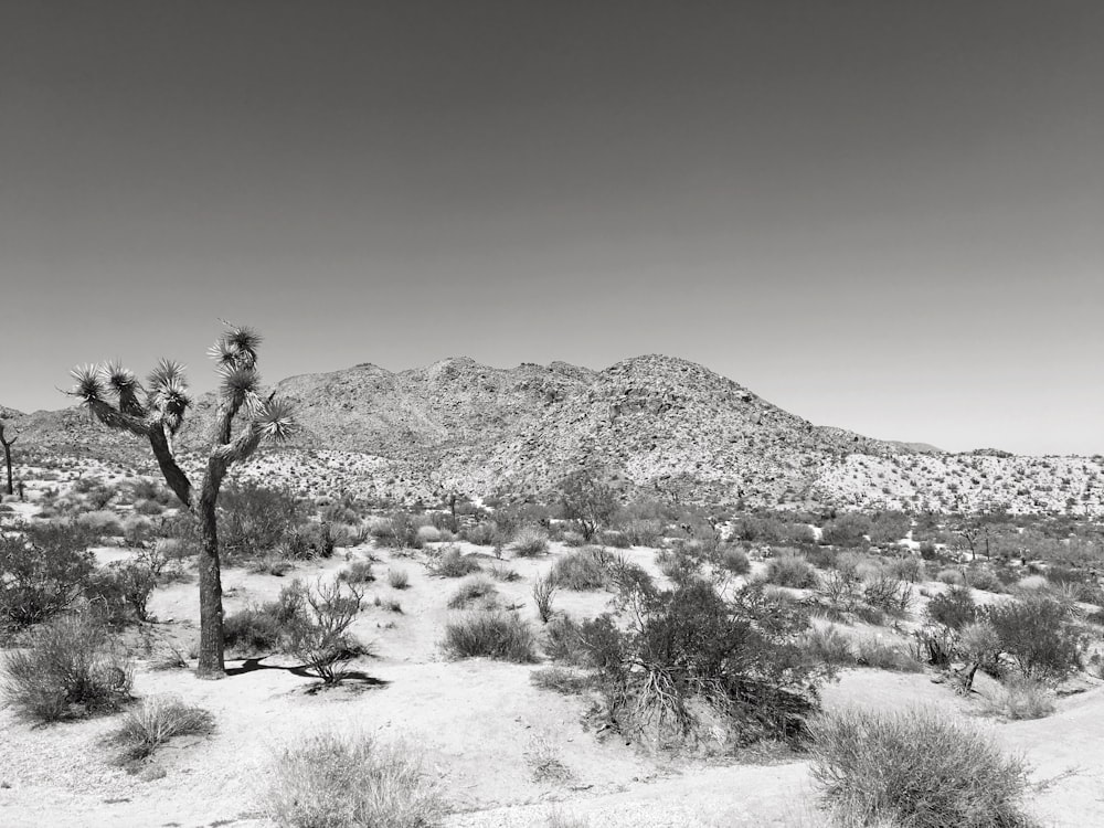 greyscale photography of mountain