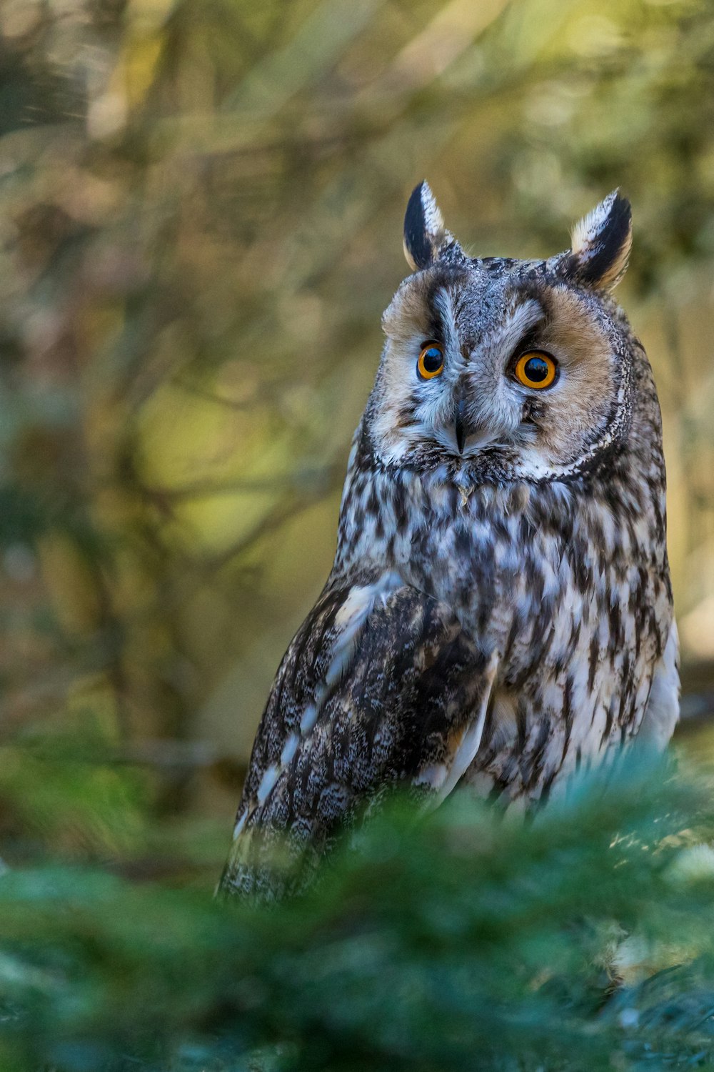 close-up photography brown and black owl