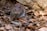 A small rodent with brown fur and round ears is nestled among dry leaves and dirt, partially concealed by surrounding foliage and rocks.