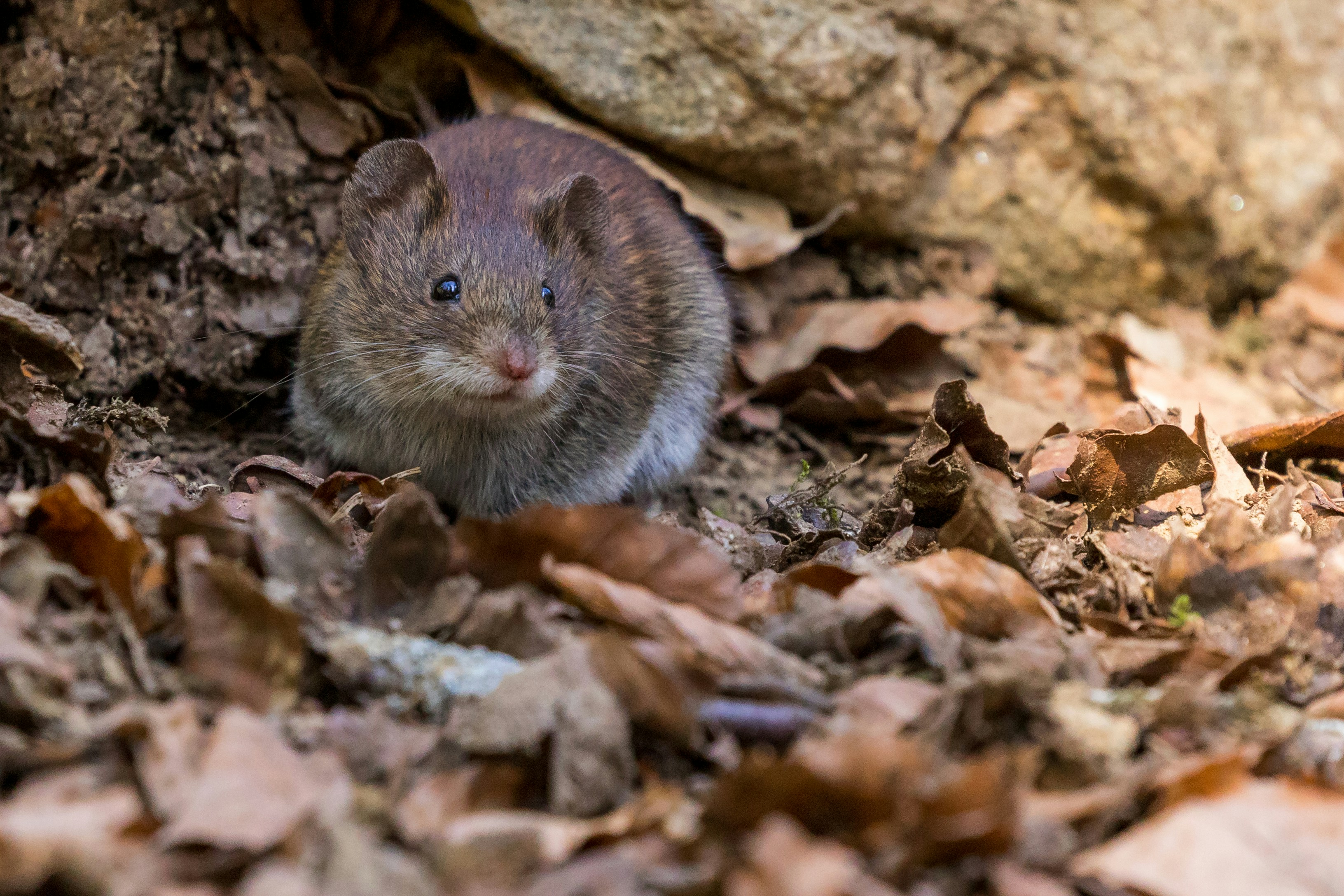 rat removal sacramento