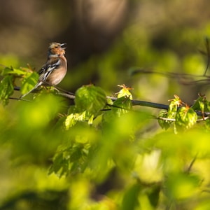 brown bird perched on tree