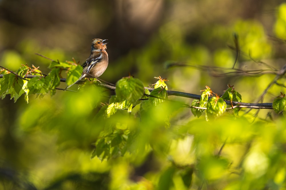 brown bird perched on tree