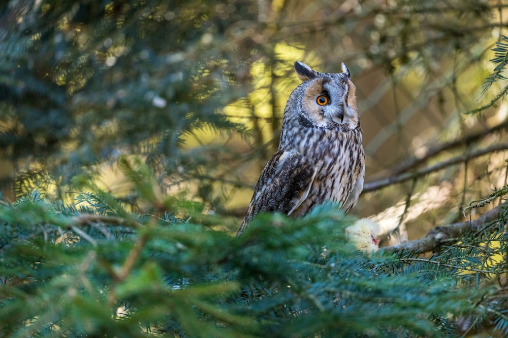 shallow focus photo of brown owl