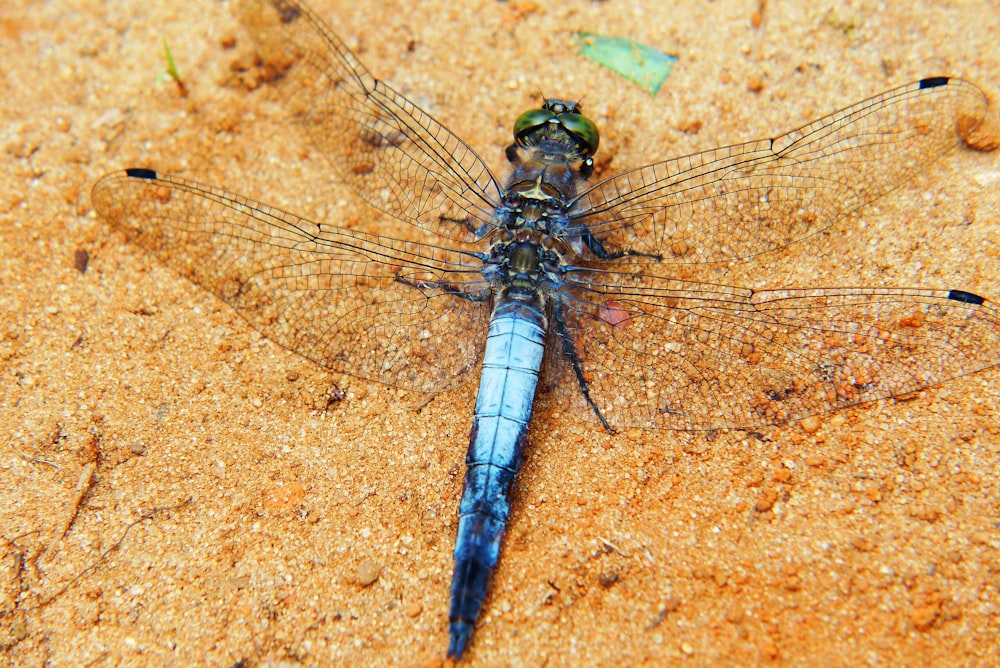 a close up of a dragonfly on the ground