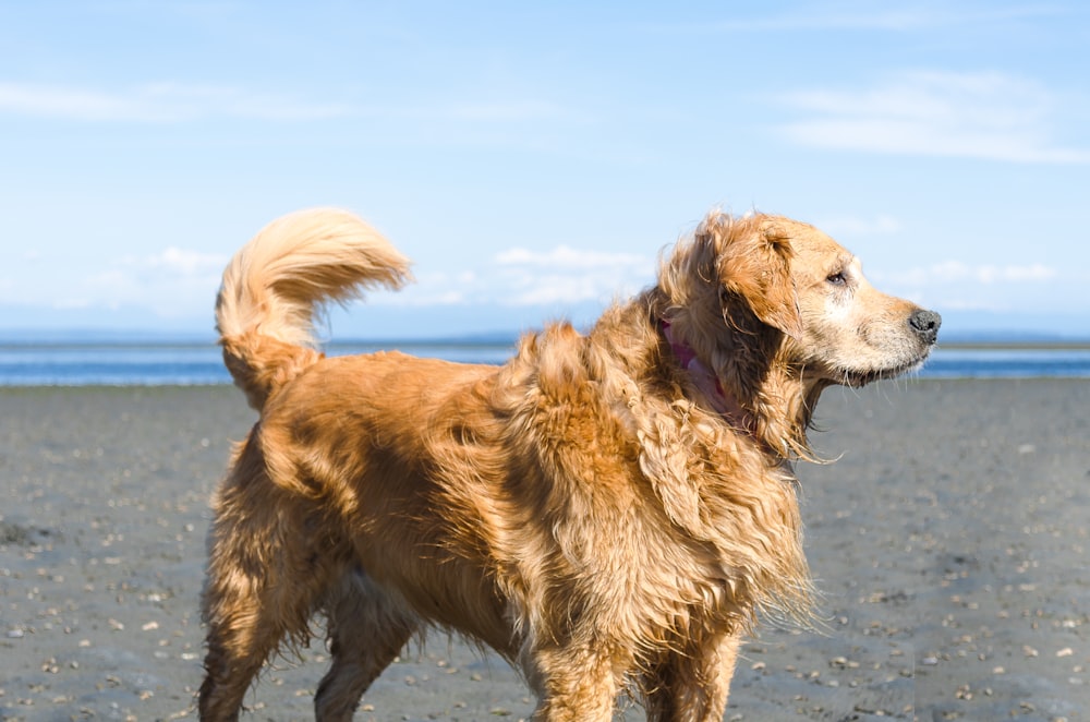 brown medium coated dog at the beach
