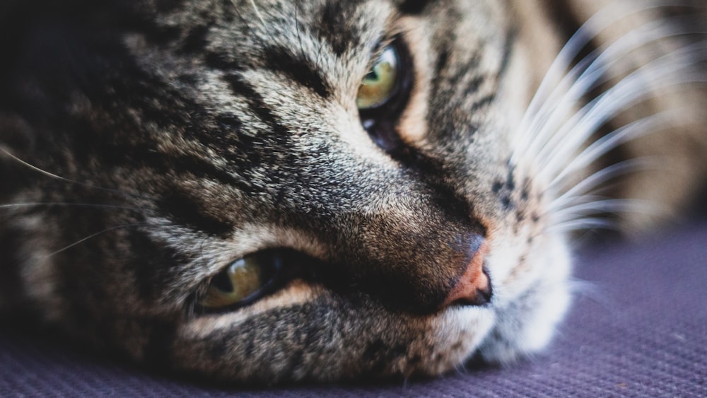 brown tabby cat in close-up photography