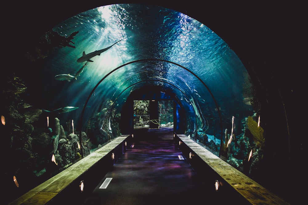 hallway between bench and sharks